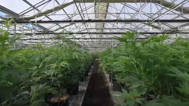 Cannacraft Tour Video