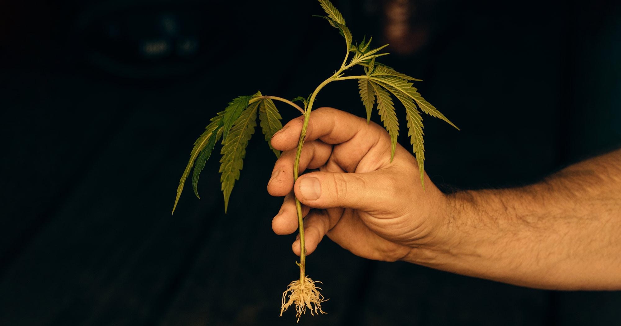 Cannabis plant clone