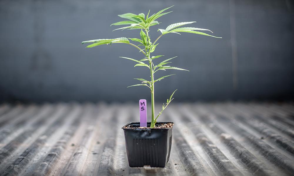 5 Tips For Growing Cannabis Indoors
